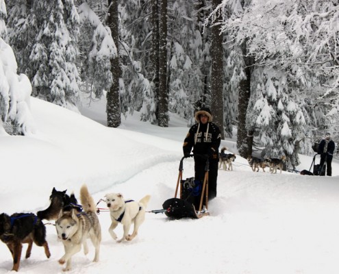 Chiens nordiques Yves Degravel Organisation