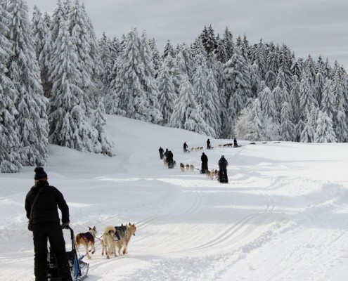 Chiens nordiques Yves Degravel Organisation