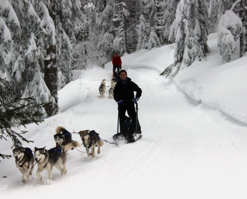 Chiens nordiques Yves Degravel Organisation