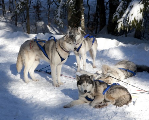 Chiens nordiques Yves Degravel Organisation