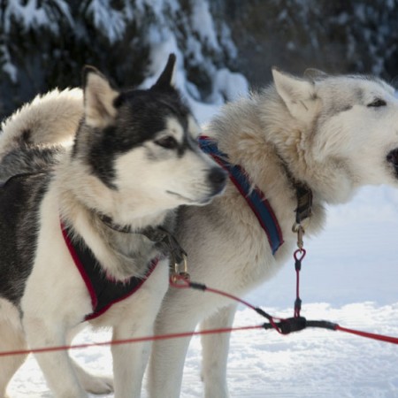 Chiens nordiques Yves Degravel Organisation