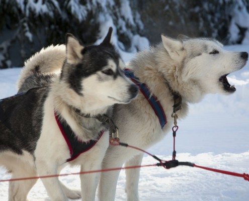 Chiens nordiques Yves Degravel Organisation