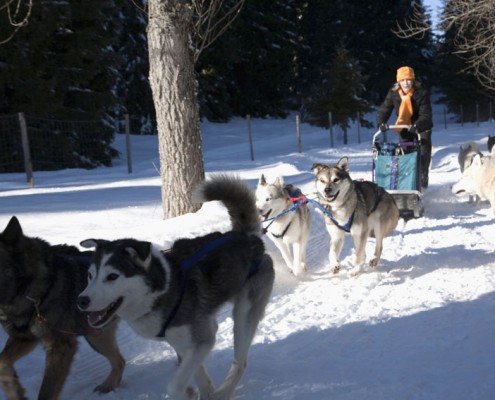 Chiens nordiques Yves Degravel Organisation